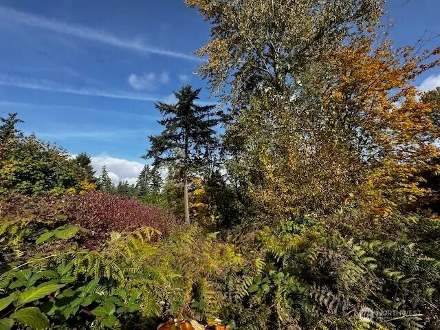 a view of a plant in a garden