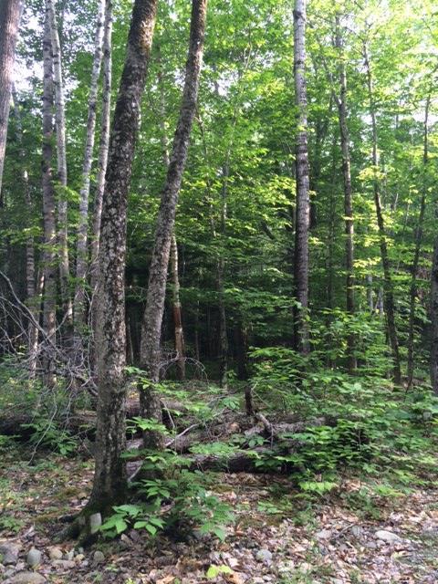 Lot 5 Burbank Hill Road Strong, ME 04983 - Photo 19 of 20 Photo
