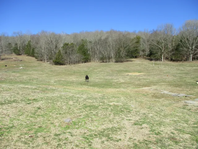 a view of a field with trees in the background