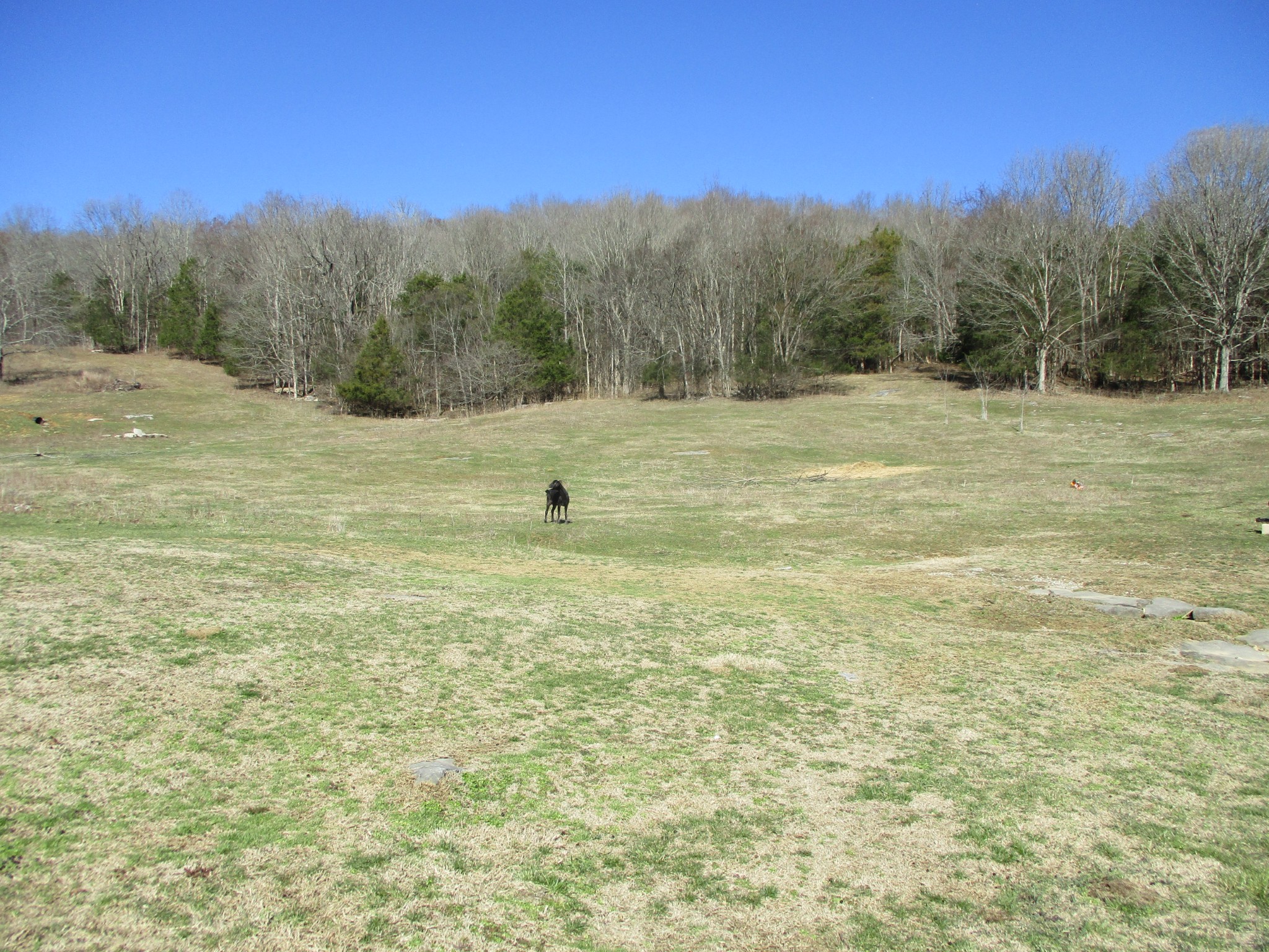 3800 Patton Hollow Road Watertown, TN 37184 - Photo 15 of 19 a view of a field with trees in the background