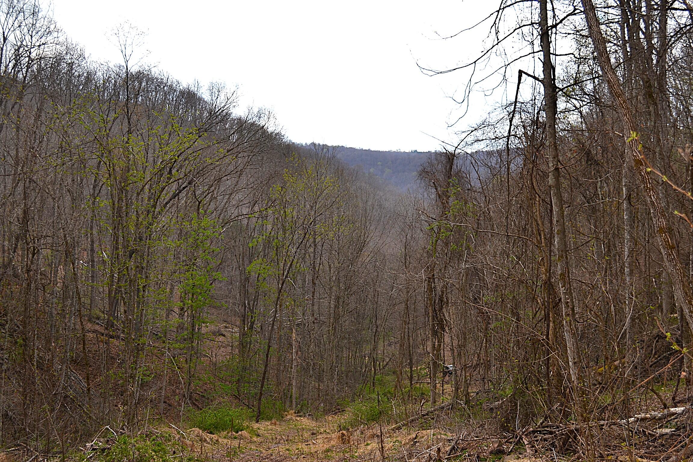 Snake Run Road Alderson, WV 24910 - Photo 13 of 24 Mountain Views