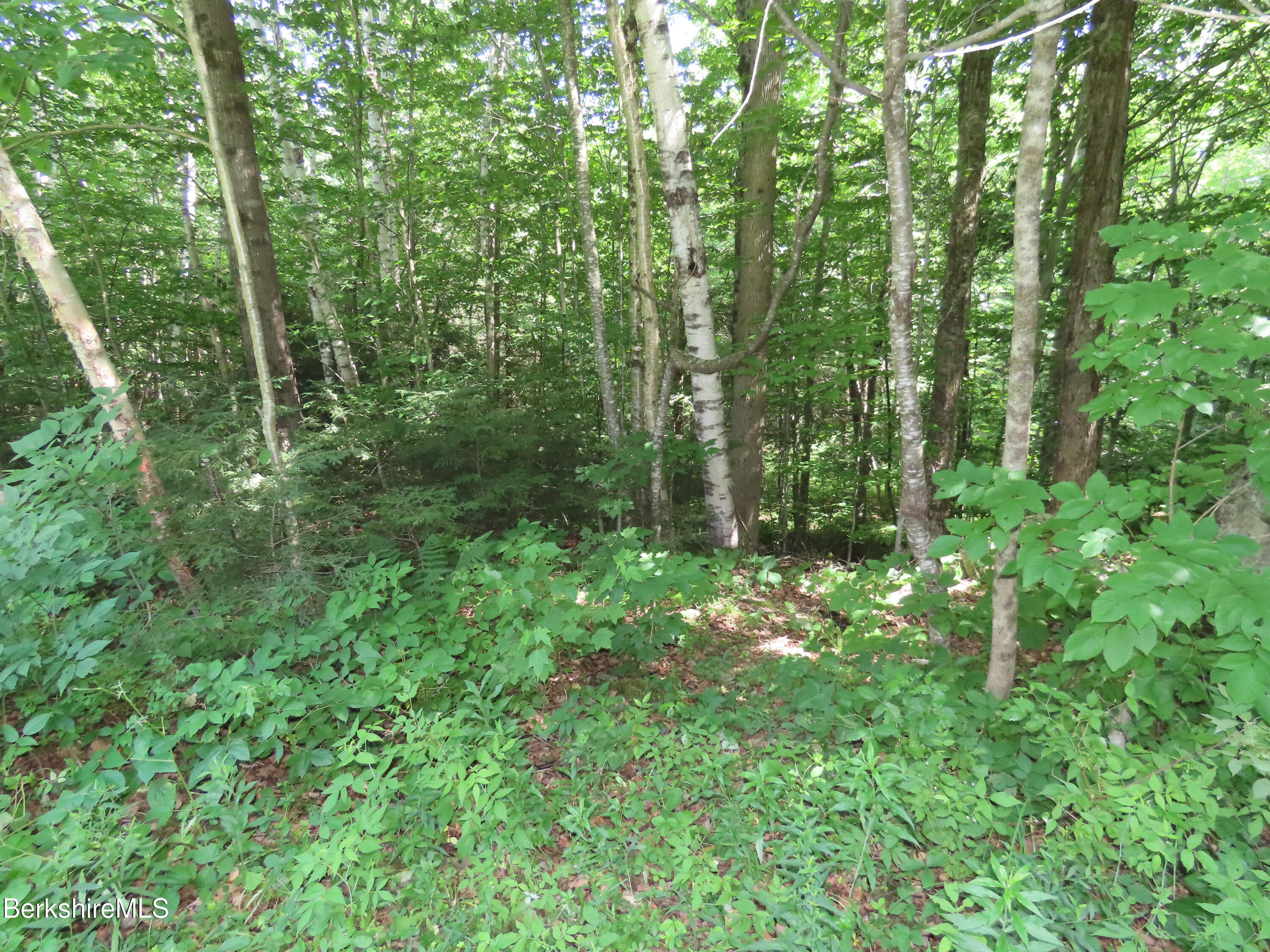 460 Sparrow Drive Stamford, VT 05352 - Photo 73 of 79 a view of forest
