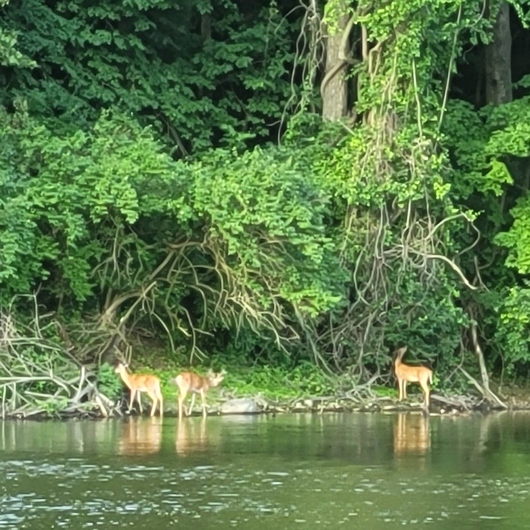 1756 Winaki Trail Algonquin, IL 60102 - Photo 35 of 52