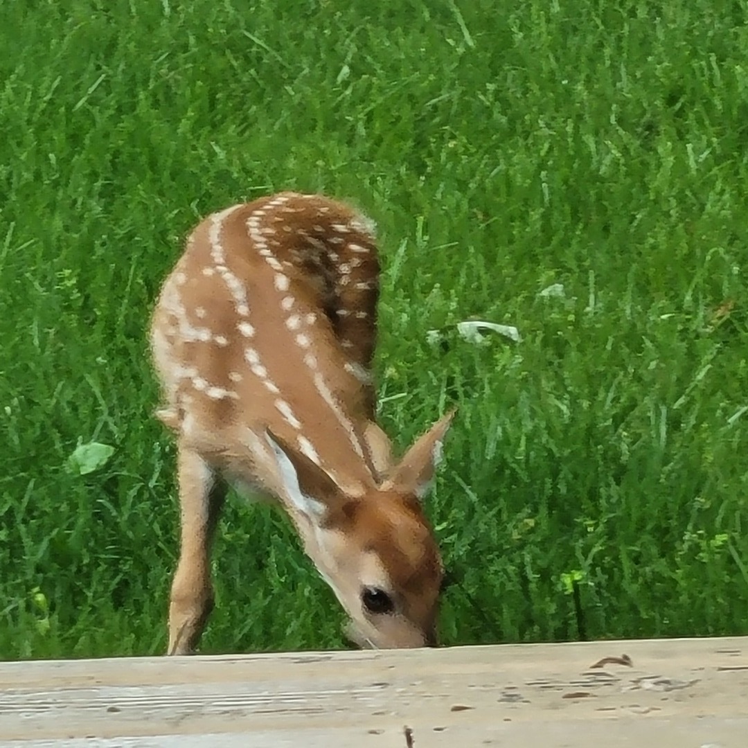 1756 Winaki Trail Algonquin, IL 60102 - Photo 38 of 52