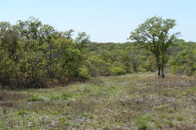 a view of a yard with a tree