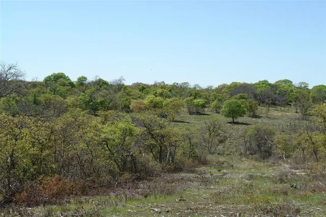 a view of a dry yard with trees