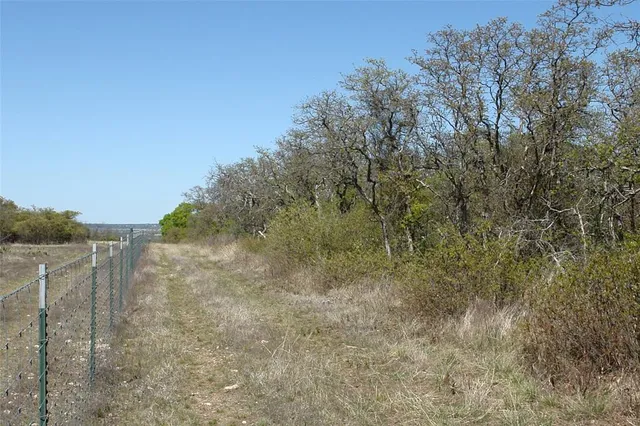 a view of a forest with a tree