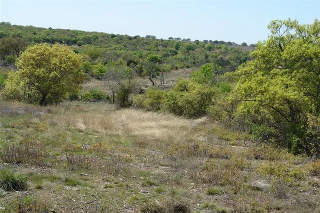 a view of a forest with a street