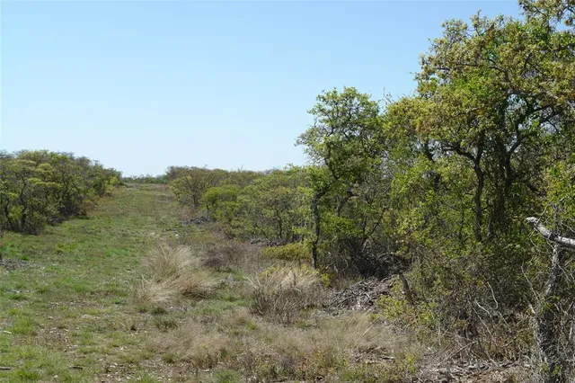 a view of a forest with trees in the background