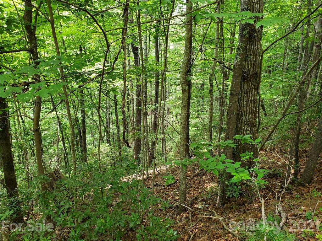 401 West Ridge Drive Ferguson, NC 28624 - Photo 24 of 36 a view of yard with lush green forest