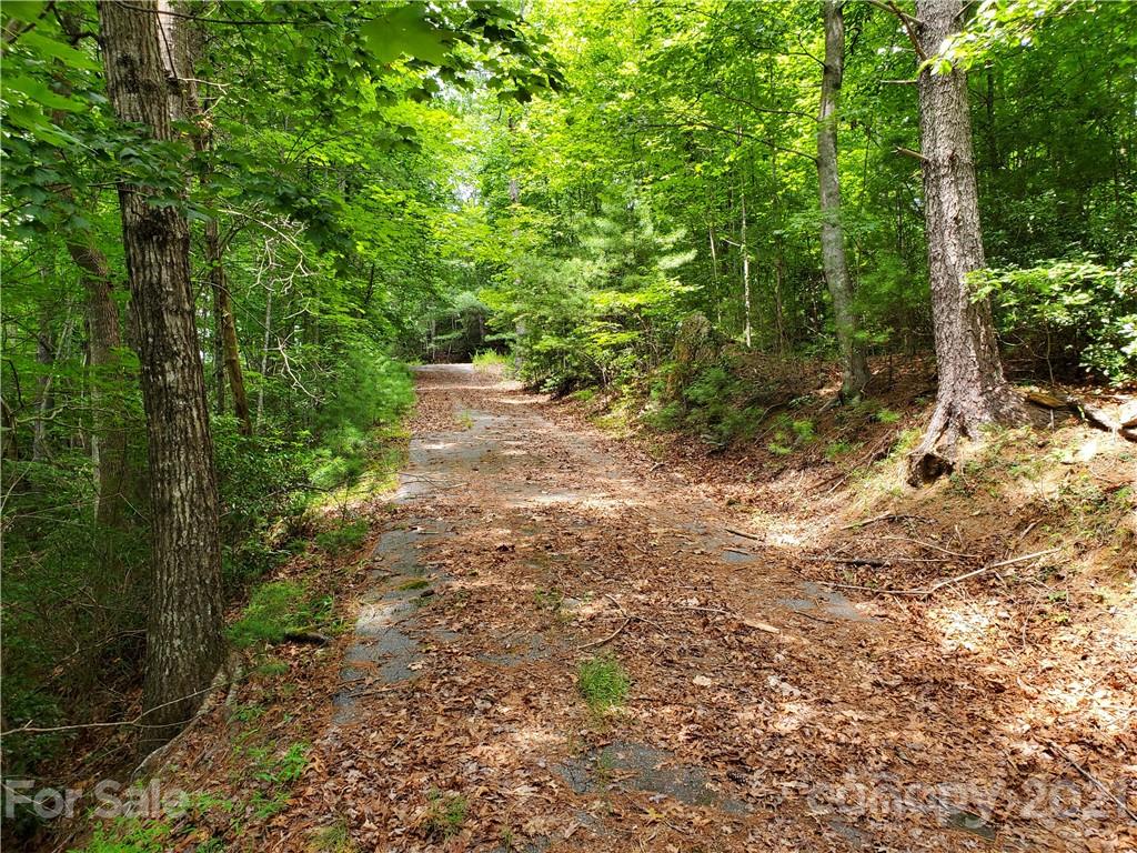 401 West Ridge Drive Ferguson, NC 28624 - Photo 25 of 36 a view of a yard with plants and large trees