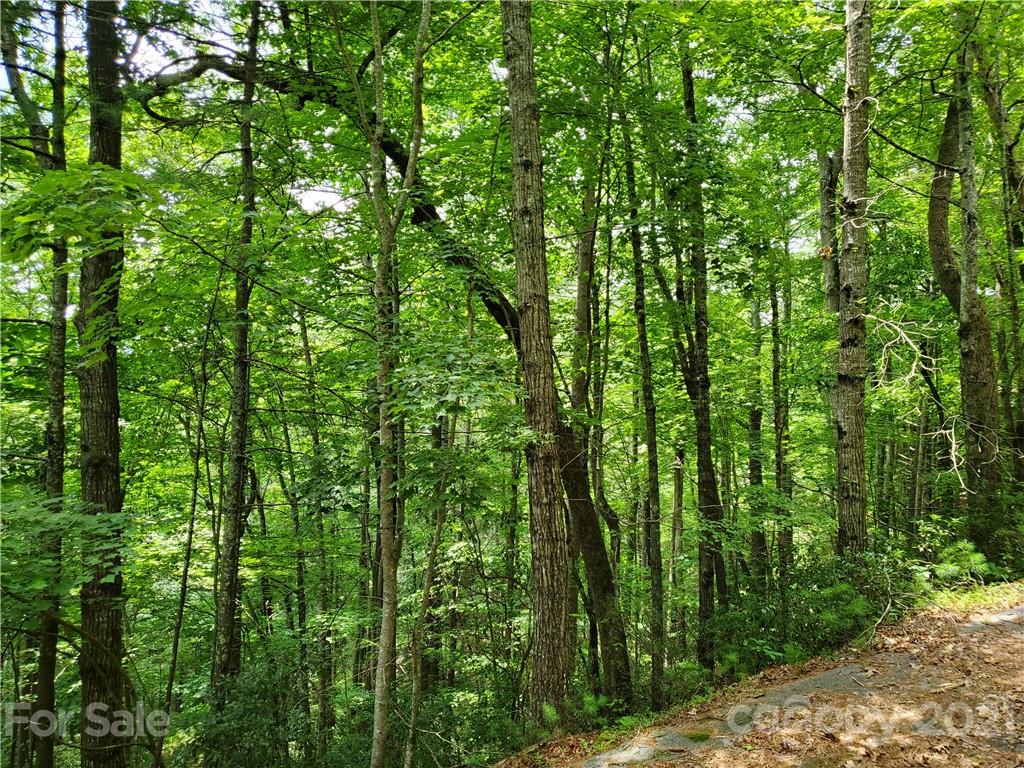 401 West Ridge Drive Ferguson, NC 28624 - Photo 26 of 36 a view of a lush green forest