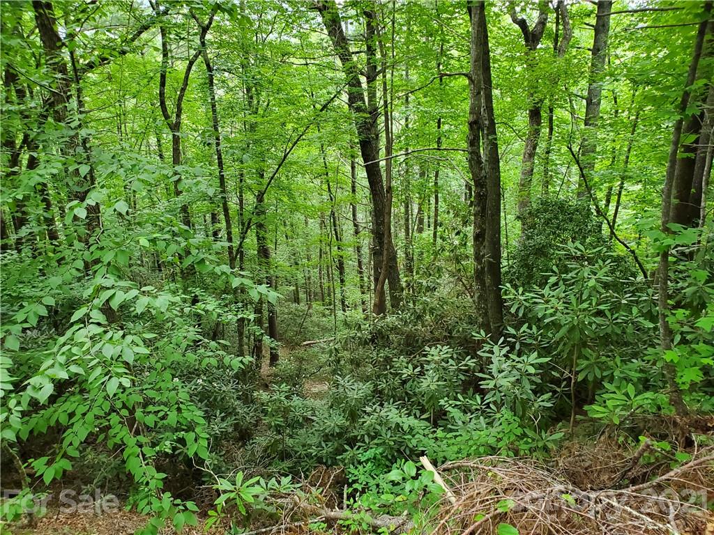 401 West Ridge Drive Ferguson, NC 28624 - Photo 31 of 36 a view of a garden