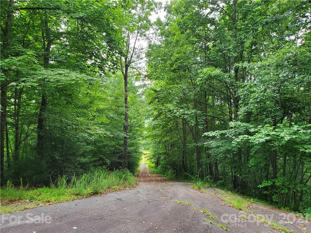 401 West Ridge Drive Ferguson, NC 28624 - Photo 33 of 36 a view of a forest with trees