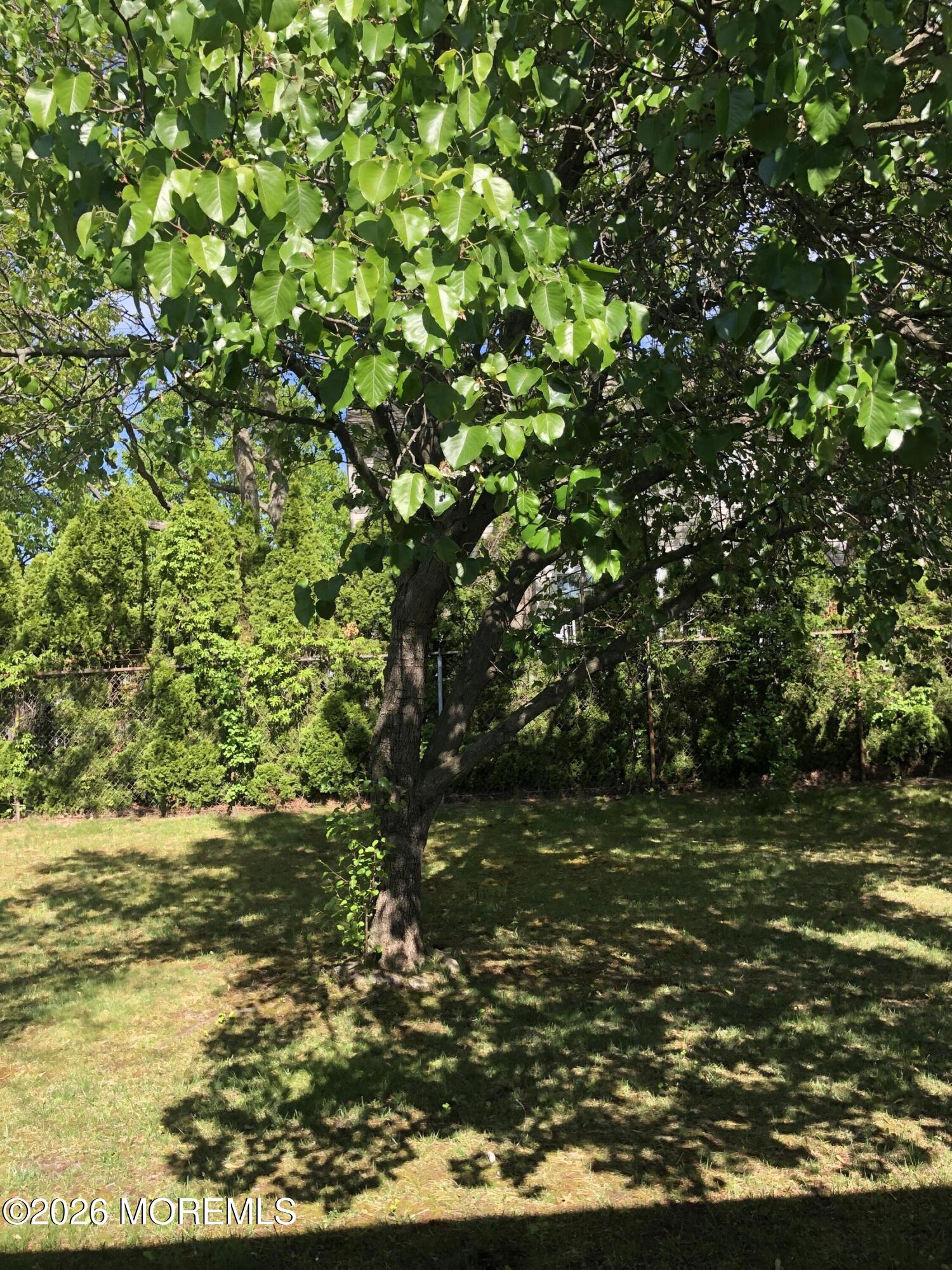 6 Dickinson Road Brick, NJ 08724 - Photo 17 of 17 a view of a tree