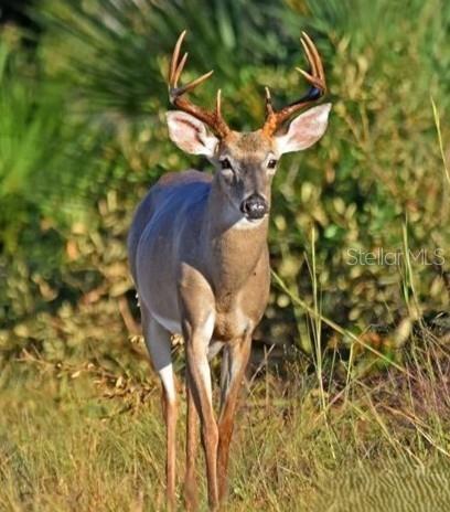Shoal Line Blvd Spring Hill Spring Hill, FL 34607 - Photo 12 of 14 a picture of a tree in a yard
