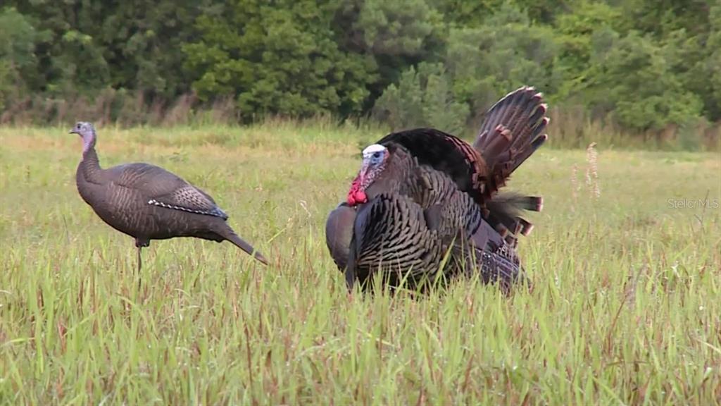 Shoal Line Blvd Spring Hill Spring Hill, FL 34607 - Photo 14 of 14 a couple of chairs and a table in a field