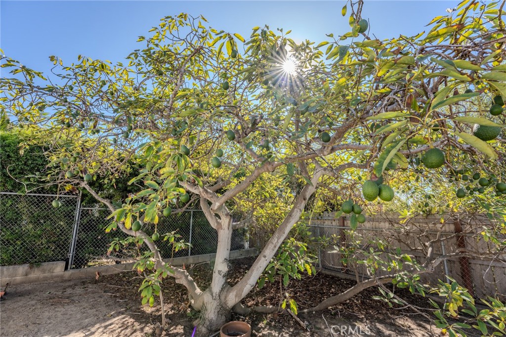 219 Esplanade San Clemente, CA 92672 - Photo 45 of 63 a picture of a tree