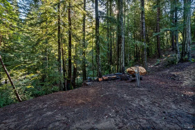 a view of a forest with trees in the background