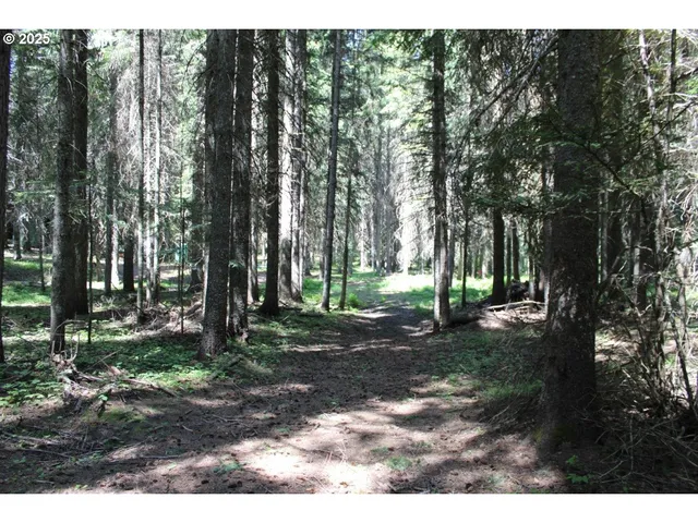 a view of a backyard with trees