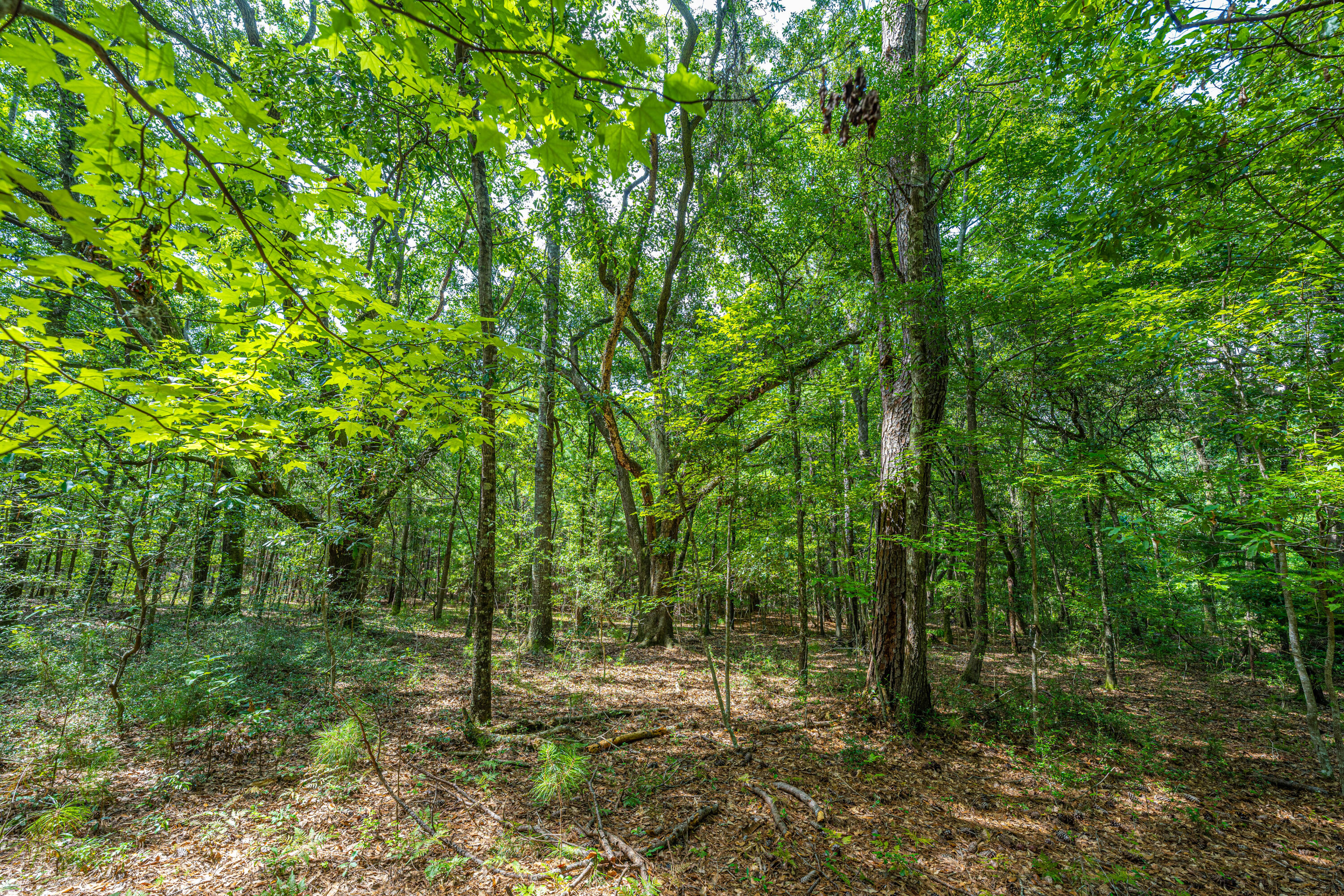 1 Back-A-Wood Road Wadmalaw Island, SC 29487 - Photo 5 of 20 DSC_5062