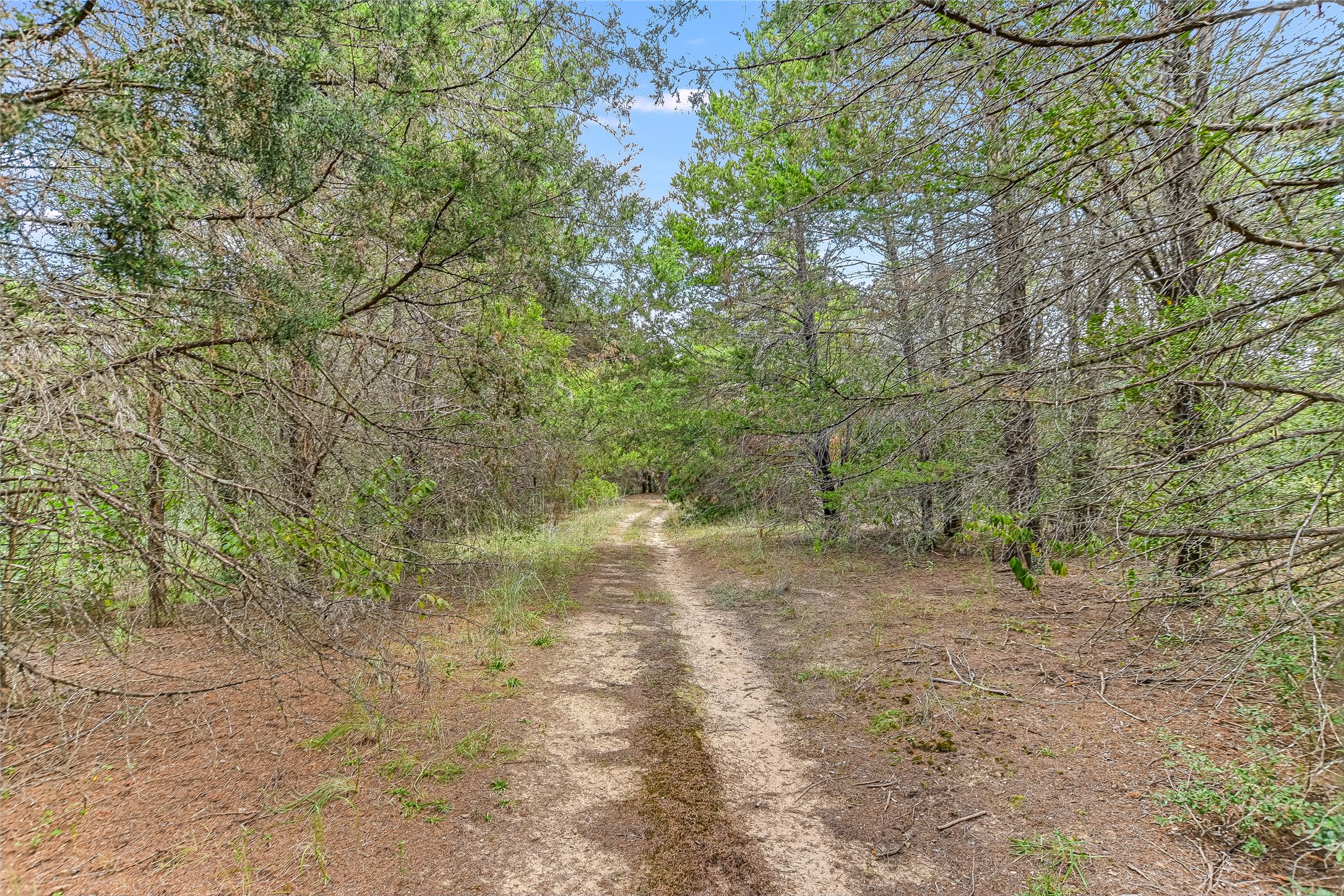 741 Knobbs Road McDade, TX 78650 - Photo 27 of 38 A secluded wooded pathway winds through lush, verdant trees, offering a tranquil escape.