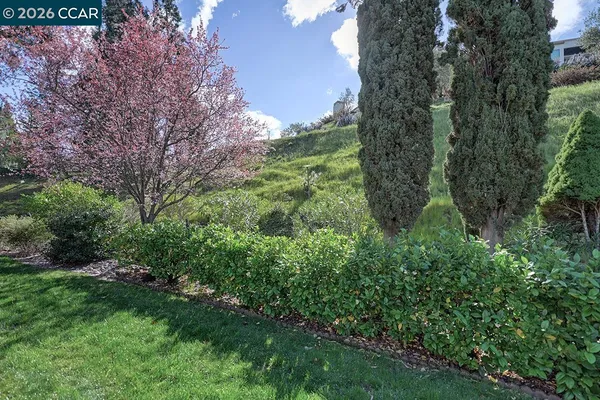 a view of a forest with a tree