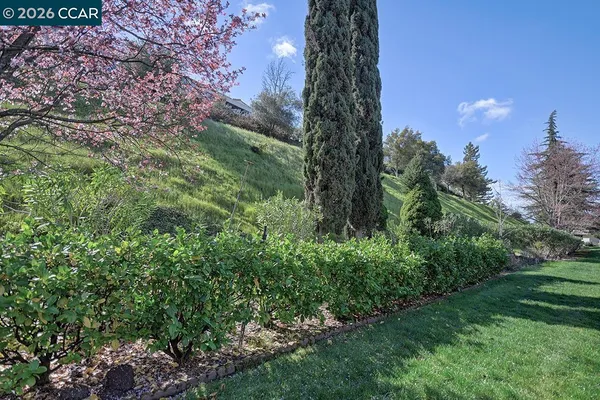 a view of a garden with a tree