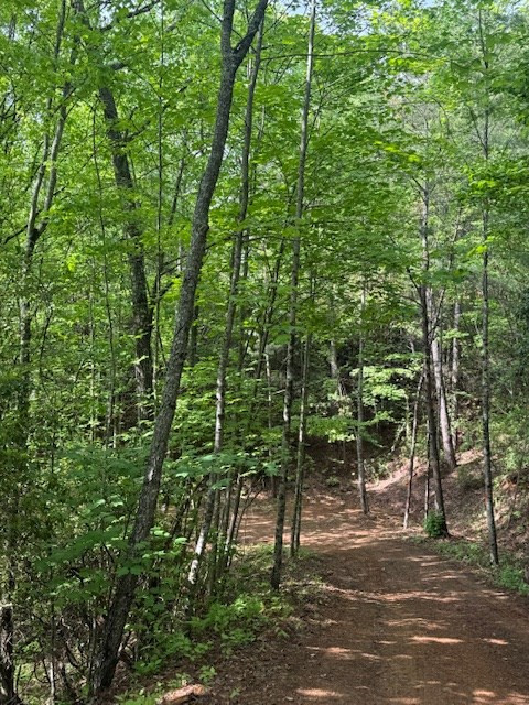 0 Tyler Lane Marble, NC 28905 - Photo 11 of 31