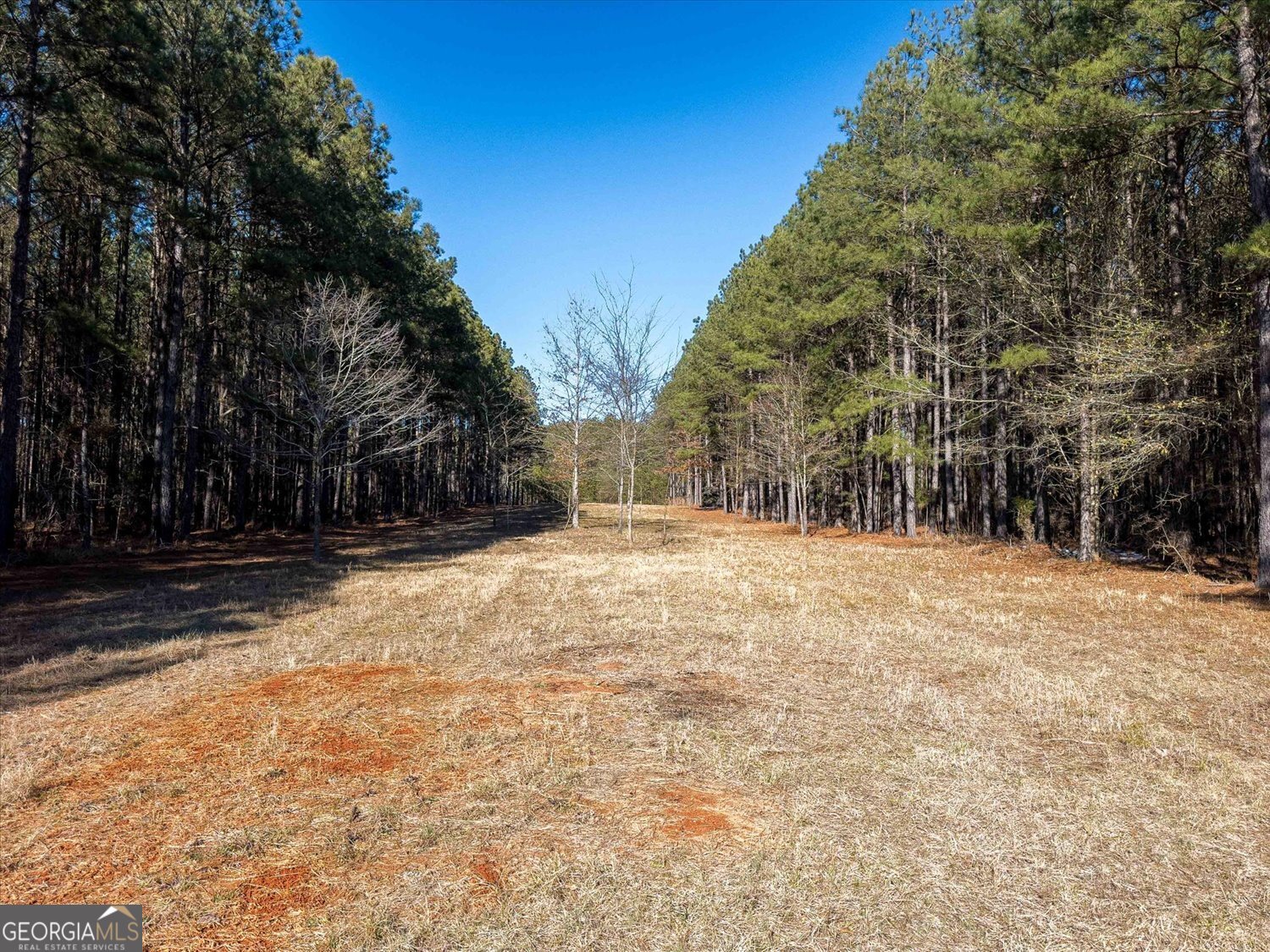0 Rogers Road Tignall, GA 30668 - Photo 5 of 17 a view of back yard of the house