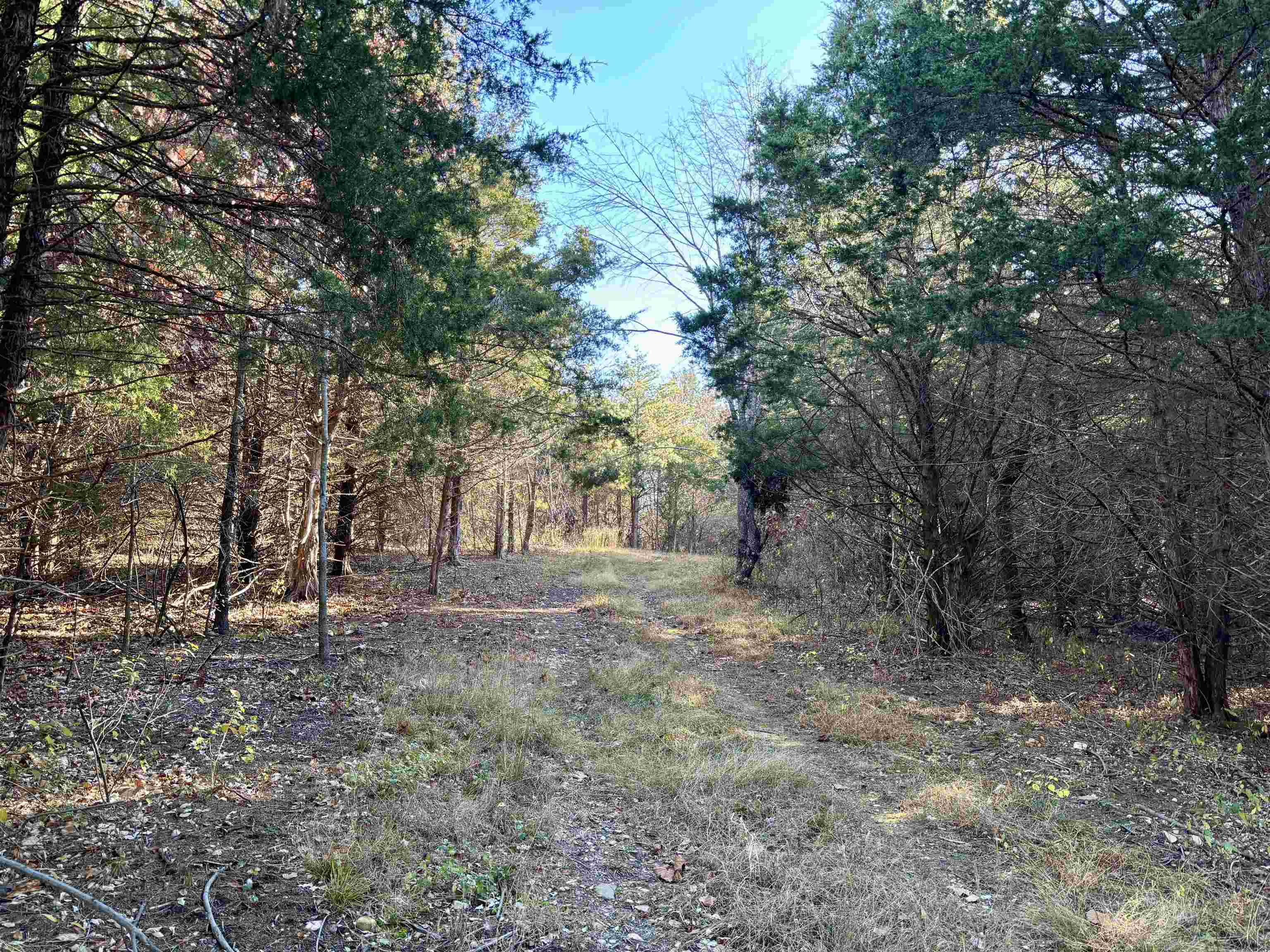Harper Valley Road Luray, VA 22835 - Photo 11 of 32 a view of a forest with trees in the background