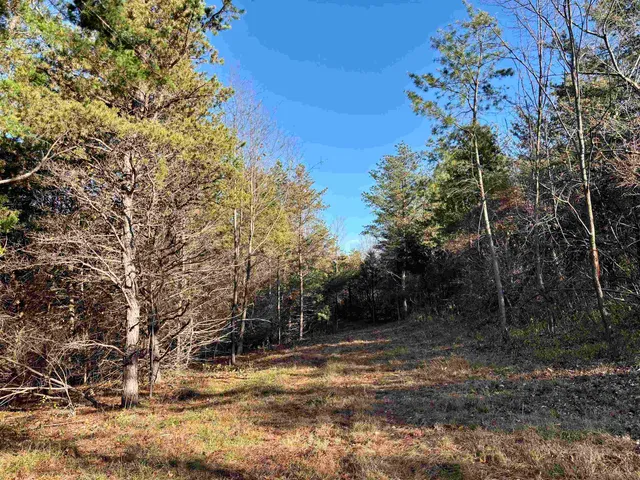 a view of a yard with trees