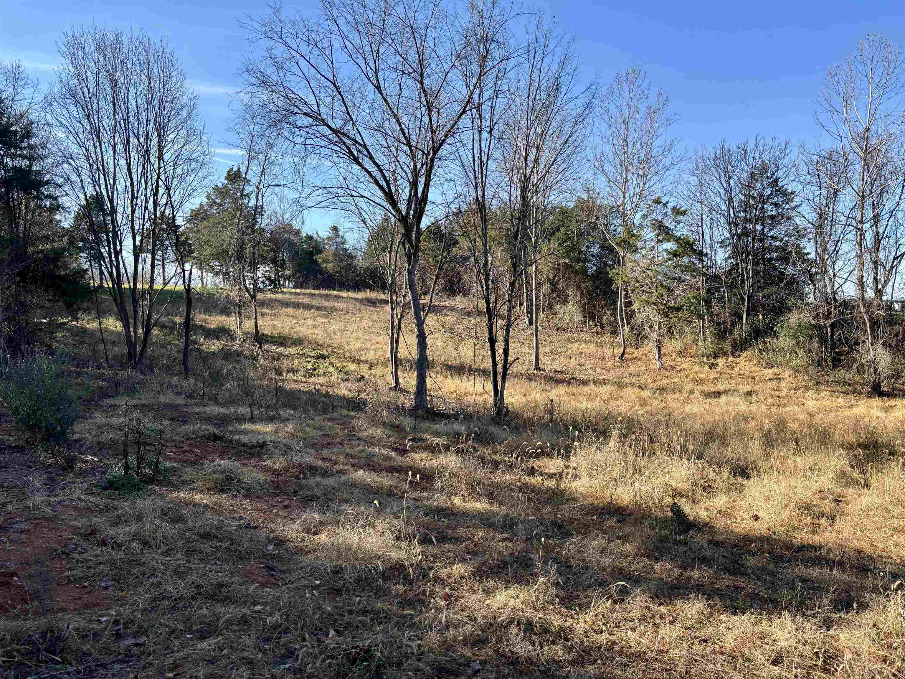 Harper Valley Road Luray, VA 22835 - Photo 16 of 32 a view of dirt yard with a large tree