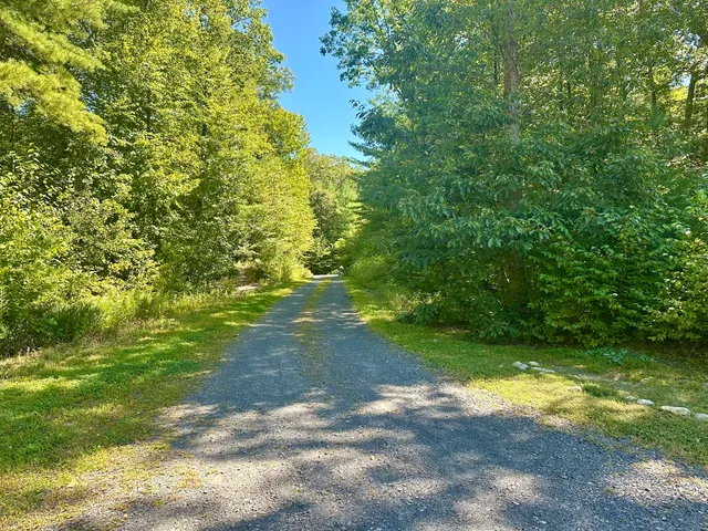 a view of a yard with plants and large trees