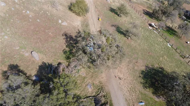 a view of a forest with a tree