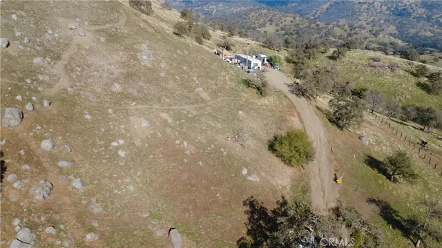 a close up of a plant in a forest