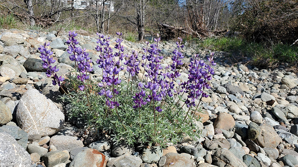 4750 Waldo Road Cave Junction, OR 97523 - Photo 13 of 22 12