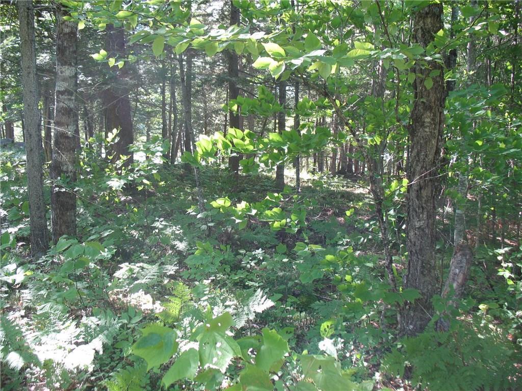 Map 1-lot Map 1-lot Turtle Cove Road Sebec, ME 04481 - Photo 4 of 16 Wooded area of lot with mature trees