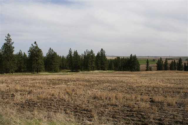 A North McLaughlin Road Reardan, WA 99029 - Photo 1 of 2