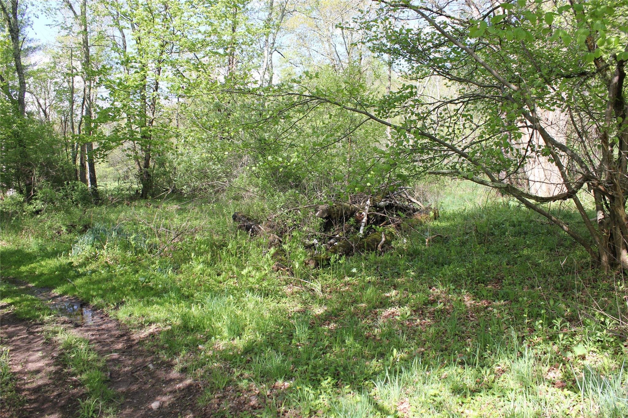 53 Menges Road Livingston Manor, NY 12758 - Photo 12 of 17 a view of a lush green forest