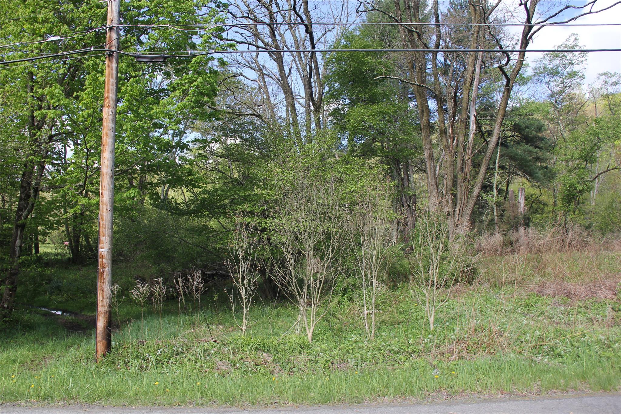 53 Menges Road Livingston Manor, NY 12758 - Photo 15 of 17 a view of a lush green forest