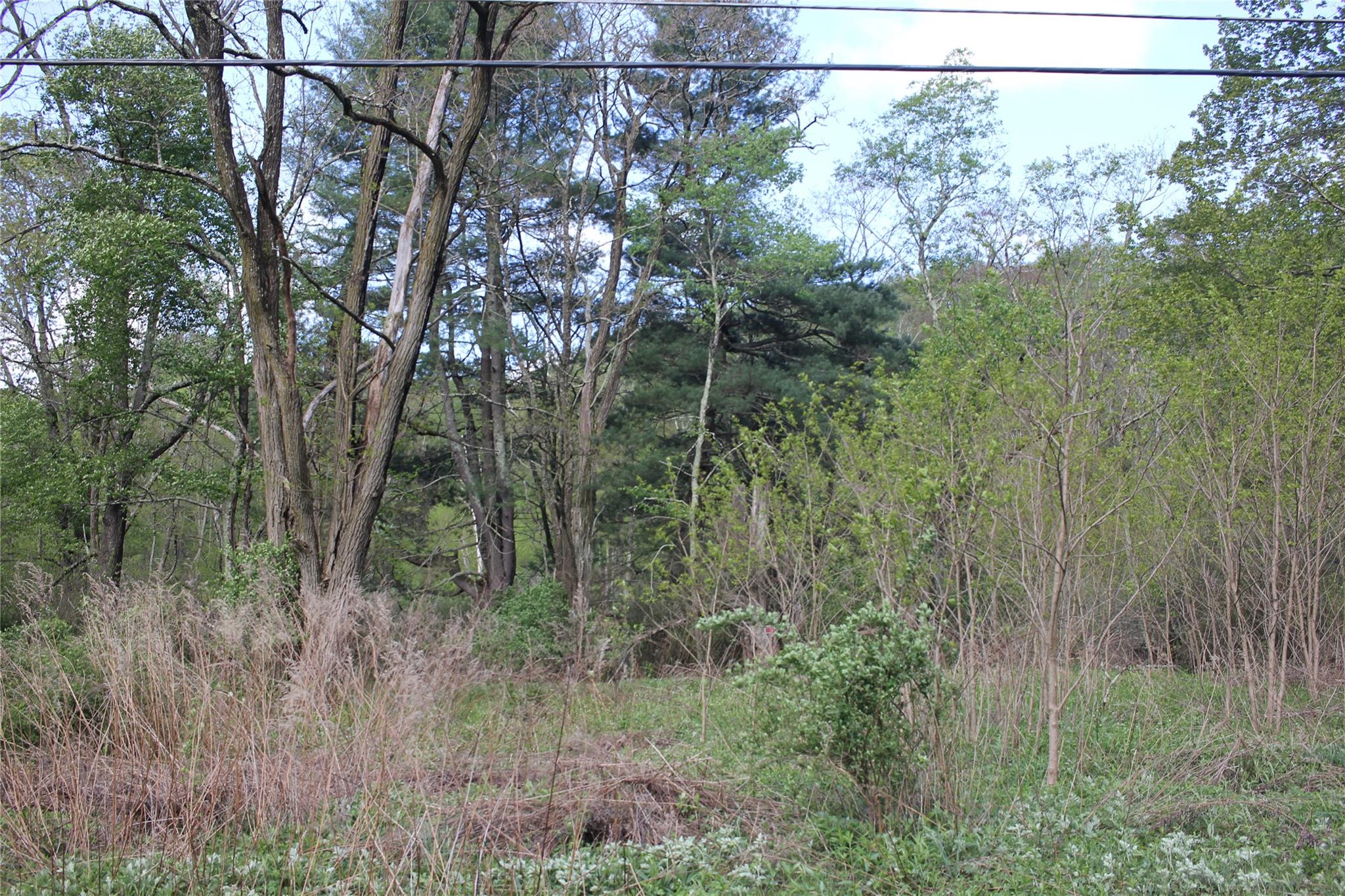 53 Menges Road Livingston Manor, NY 12758 - Photo 3 of 17 a view of a forest filled with trees