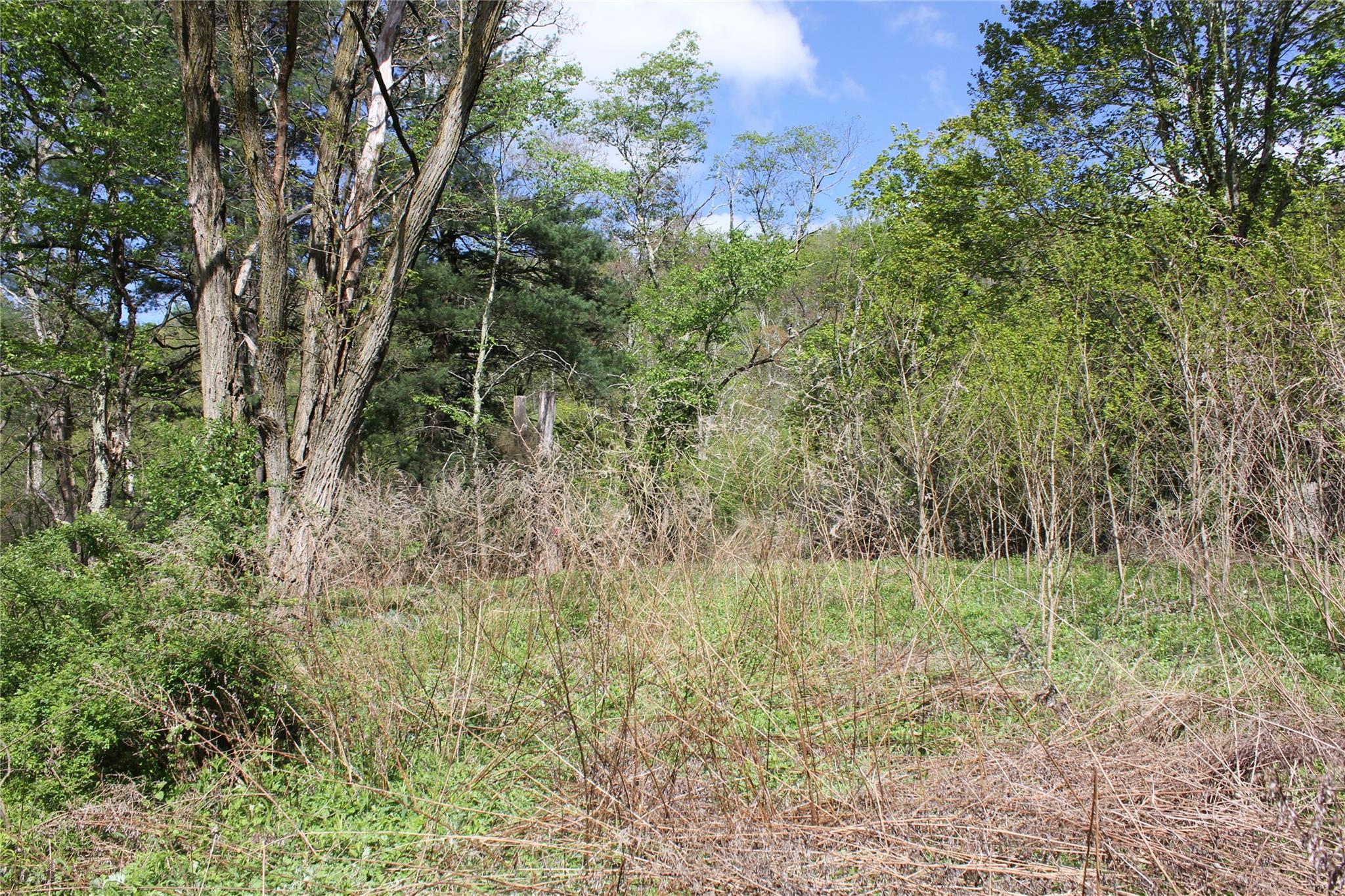 53 Menges Road Livingston Manor, NY 12758 - Photo 5 of 17 a view of a lush green forest
