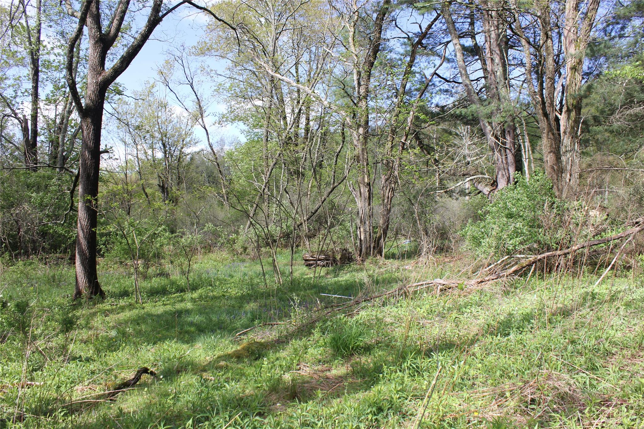 53 Menges Road Livingston Manor, NY 12758 - Photo 7 of 17 a big yard with lots of green space and trees