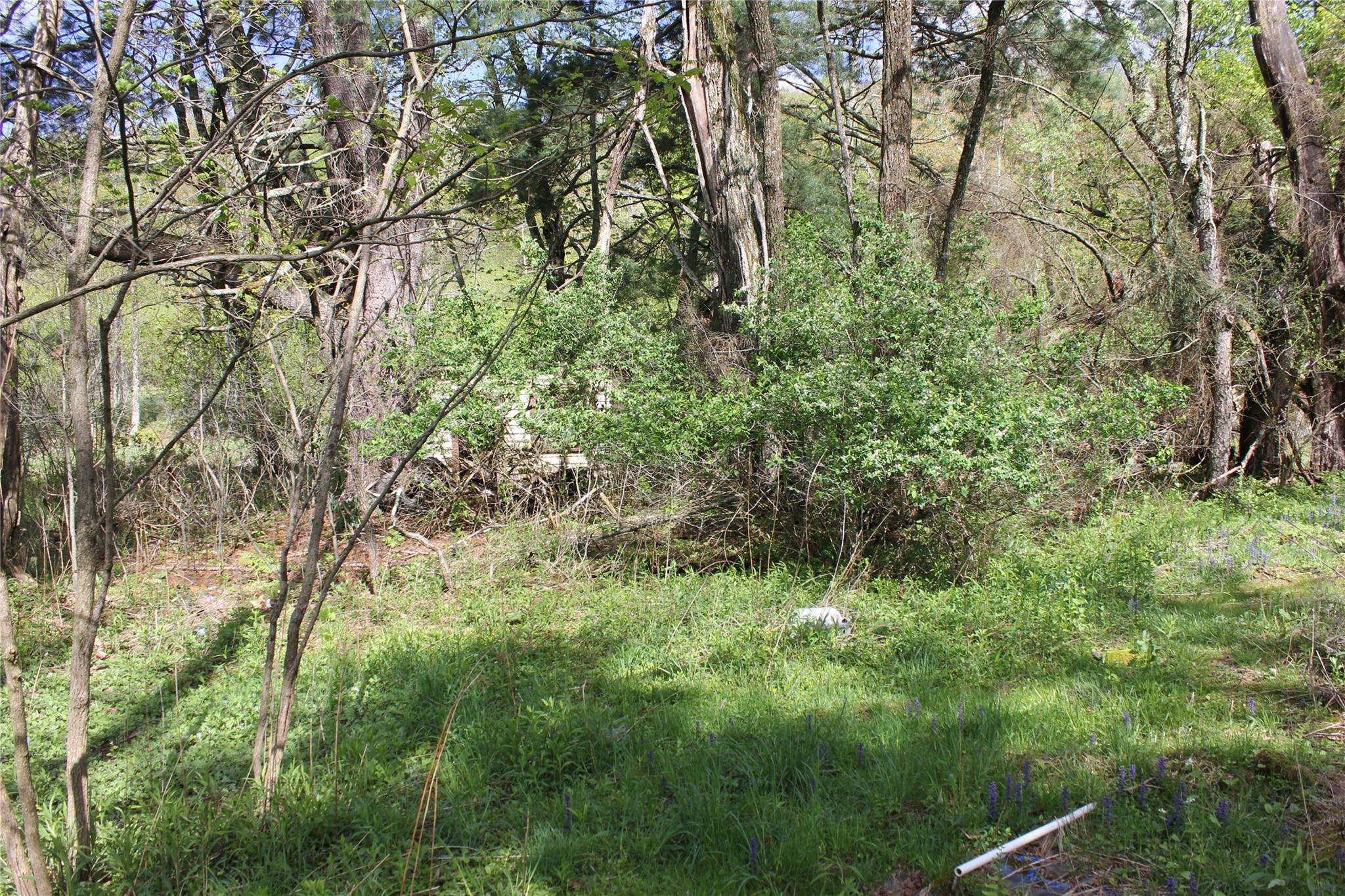53 Menges Road Livingston Manor, NY 12758 - Photo 8 of 17 a view of a lush green forest
