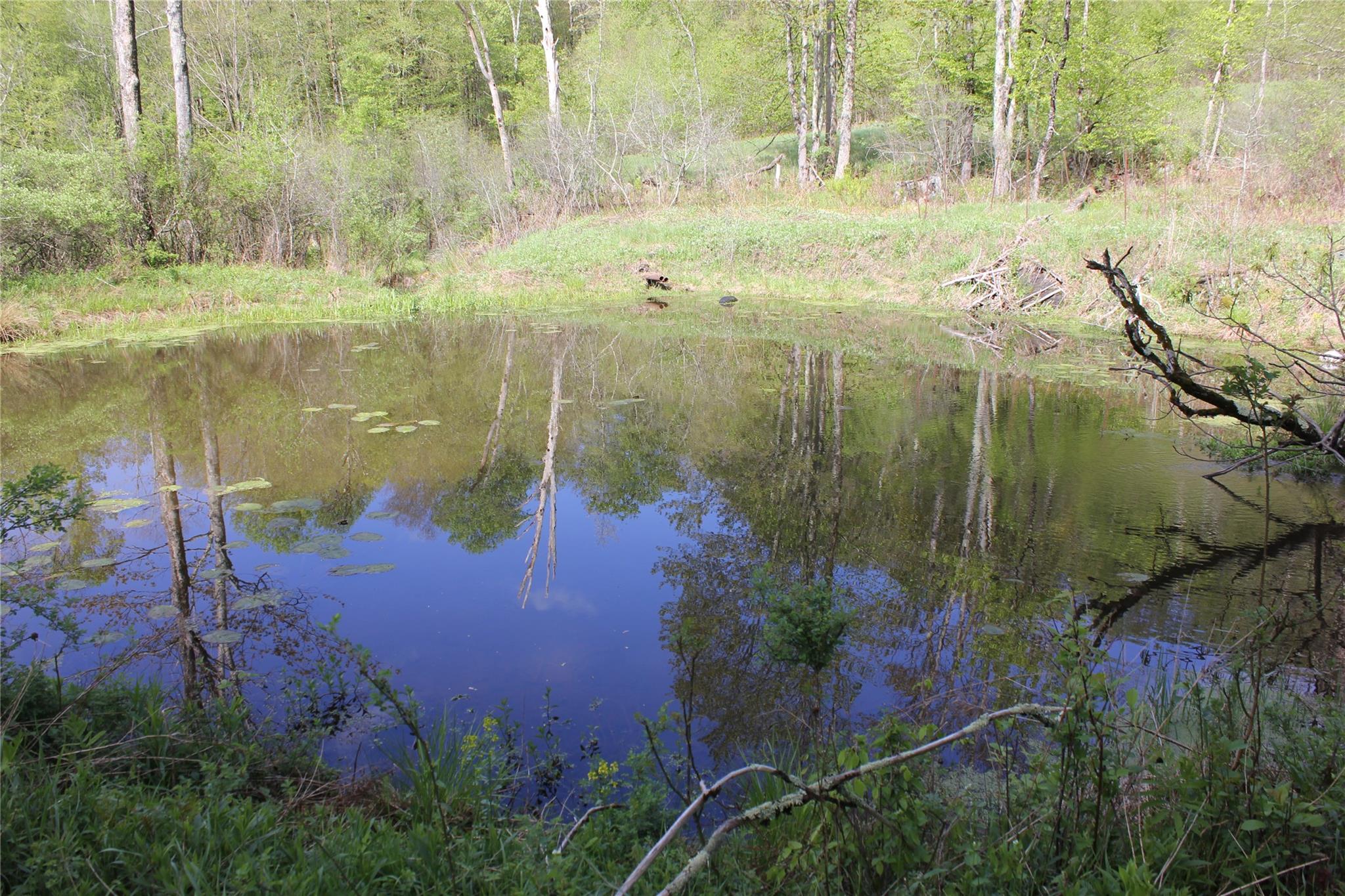 53 Menges Road Livingston Manor, NY 12758 - Photo 10 of 17 a view of a lake with a yard