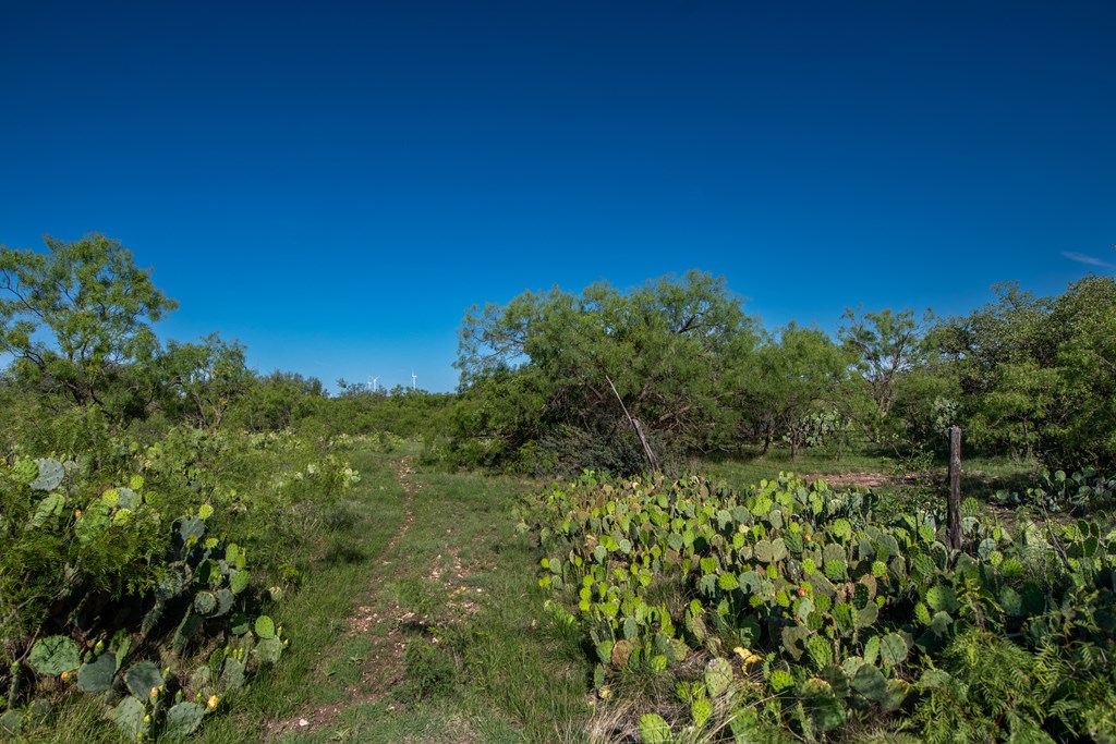 Eor N Spur Eden, TX 76837 - Photo 13 of 40 a view of a large yard with plants and large trees