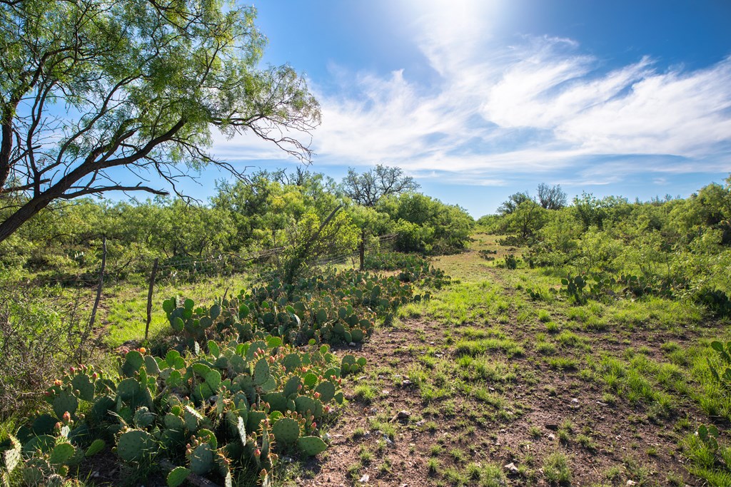 Eor N Spur Eden, TX 76837 - Photo 14 of 40 a view of a bunch of plants and trees
