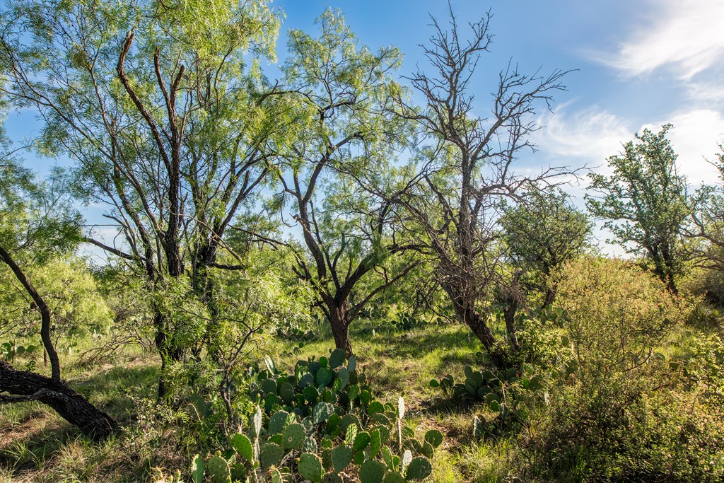 Eor N Spur Eden, TX 76837 - Photo 19 of 40 a backyard of a house with lots of green space