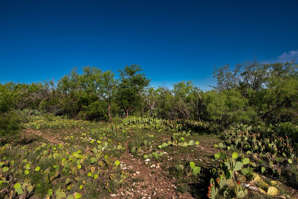 Eor N Spur Eden, TX 76837 - Photo 9 of 40 a view of a yard with a tree